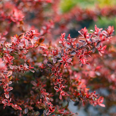 羅曼的花園小丑火棘盆栽苗灌木大苗花卉庭院造型彩色觀葉趣味植物