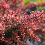 罗曼的花园小丑火棘盆栽苗灌木大苗花卉庭院造型彩色观叶趣味植物