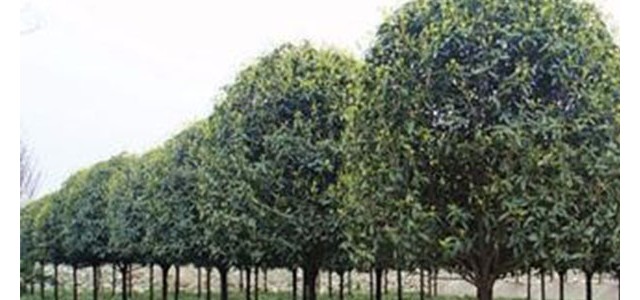 青岛莱西：植树绿化正当时 苗木市场销售旺