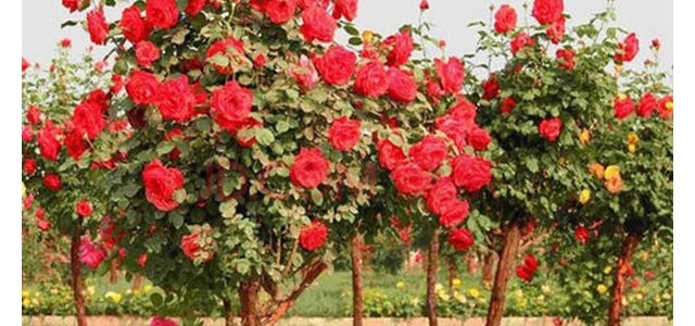 武汉市江夏区将打造百亿级花卉苗木全产业链