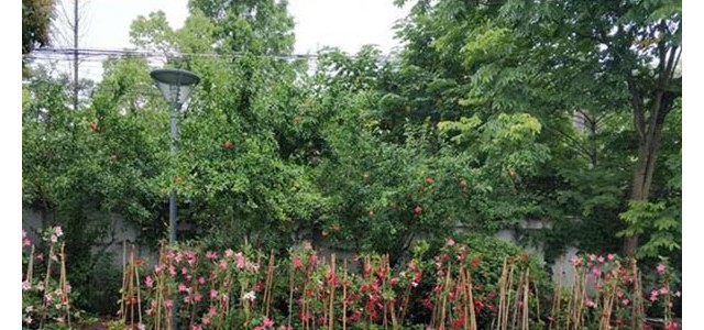 双喜藤——一种五彩缤纷的开花藤本植物
