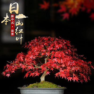 日本山红叶盆栽 红枫办公室内桌面植物 火焰枫树好养观叶盆景老桩