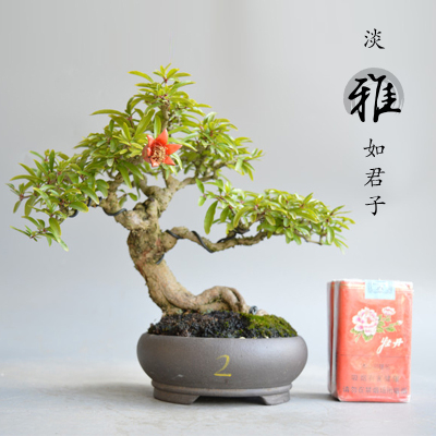 石榴盆景盆栽日本小叶红花微型老桩熟桩籽播造型开花结果实物矮霸