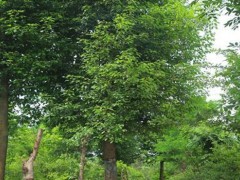 夏季绿化苗木栽植后的后期养护措施